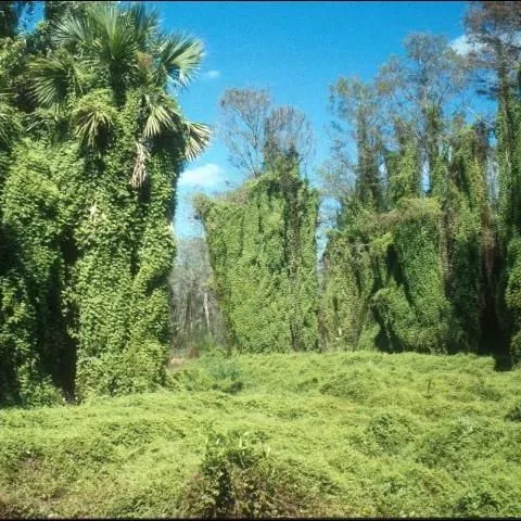 thumbnail for publication: Natural Area Weeds: Old World Climbing Fern (Lygodium microphyllum)